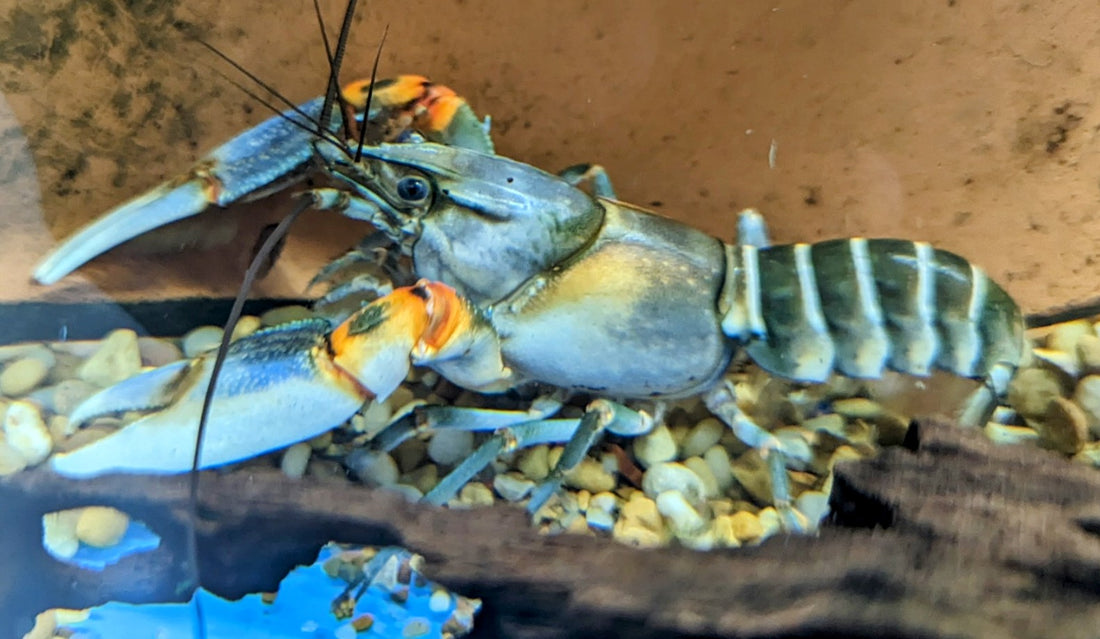 Tiger Crayfish (5&quot;)