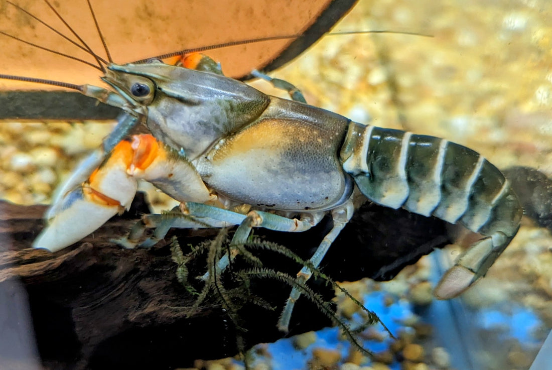 Tiger Crayfish (5&quot;)