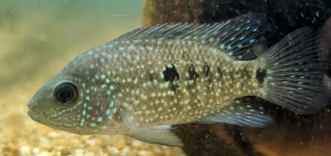 Texas Cichlid (2&quot;)