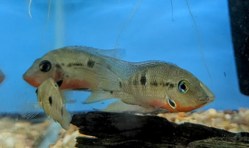 Firemouth Cichlid (2.5&quot;)