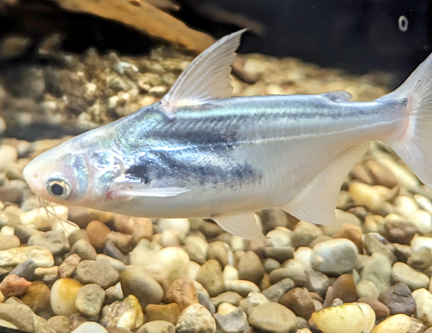 Aro de oreja de tiburón negro platino (3,5”)