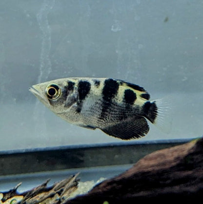 Banded Archerfish (2”)