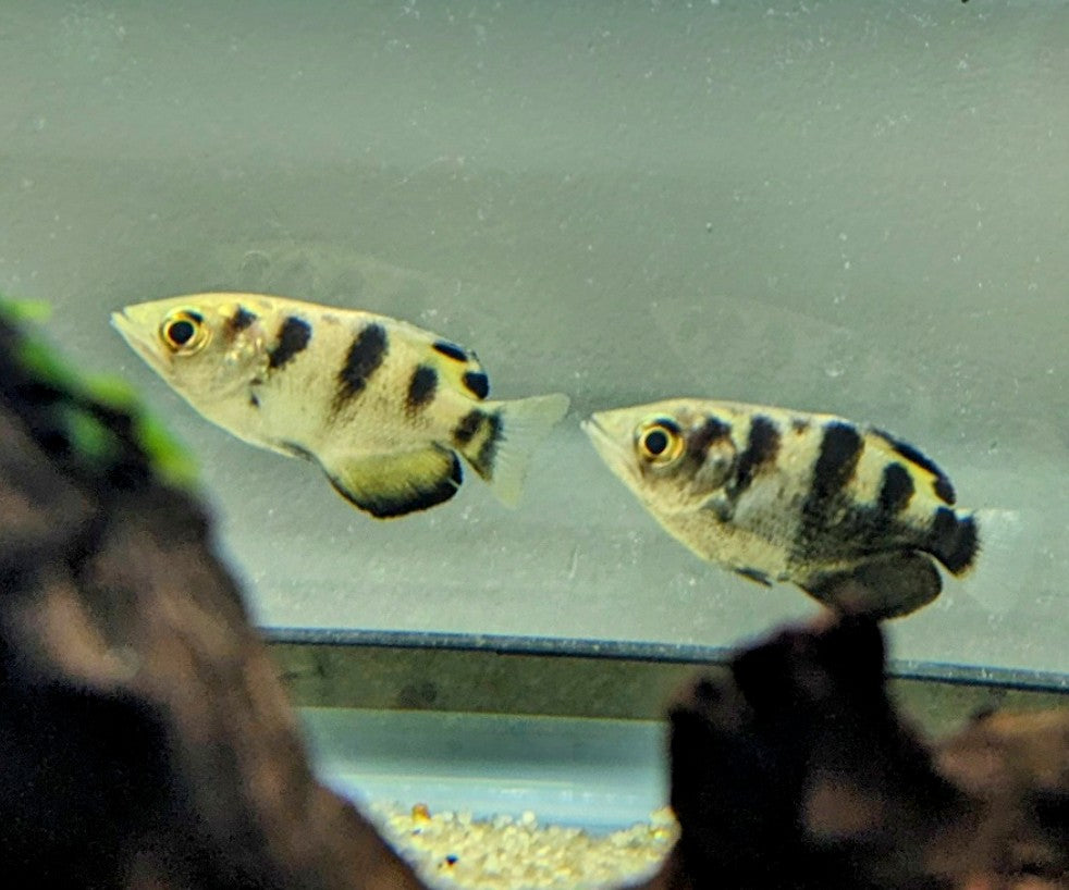 Banded Archerfish (2”)