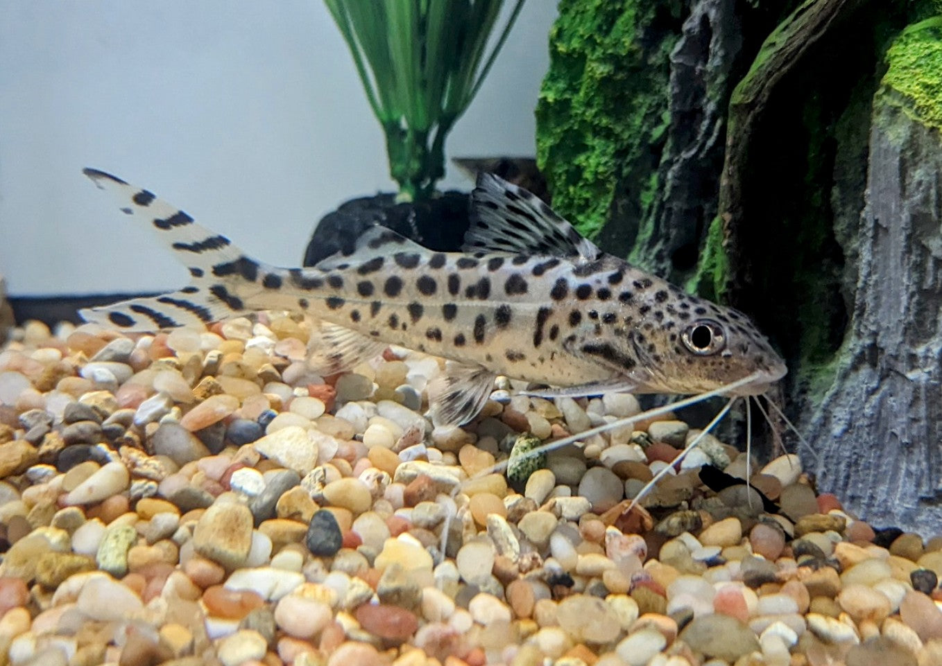 Pictus Catfish (2”)