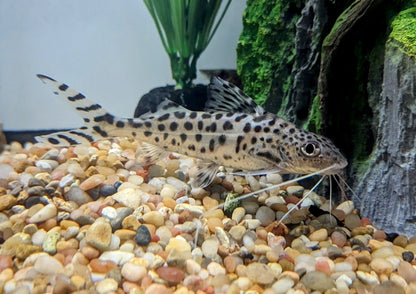 Pictus Catfish (2”)