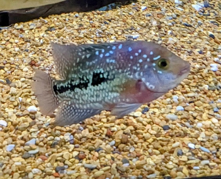 Flowerhorn Hybrid (5-5.5”)