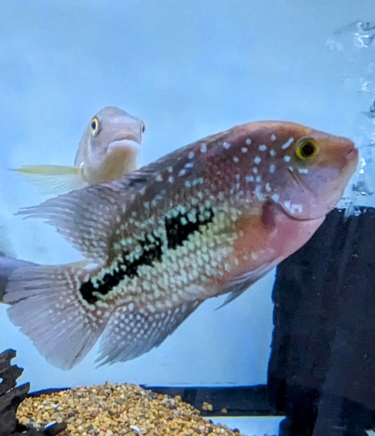 Vieja Flowerhorn Hybrid (5-5.5”)