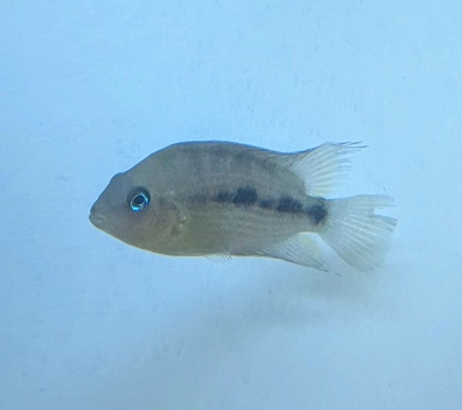 Topaz Cichlid (2.5”)