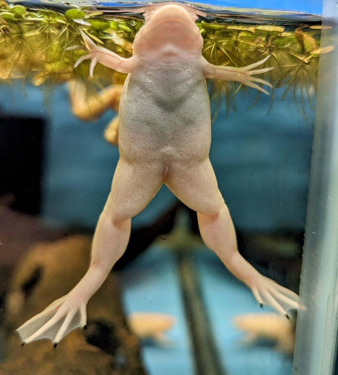 XL Albino African Clawed Frog (2-2.5”)