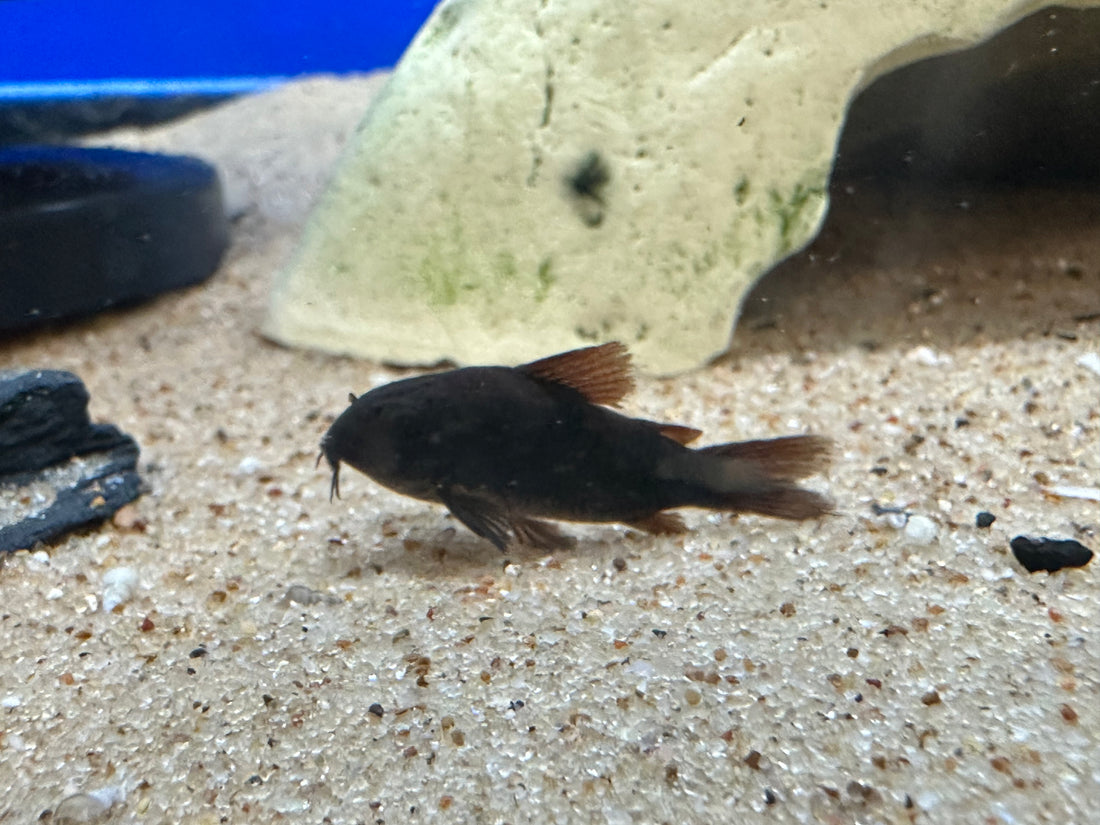 Cory negro de Venezuela (1,25-1,5”)