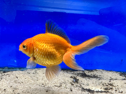 Fantail Goldfish (4”)