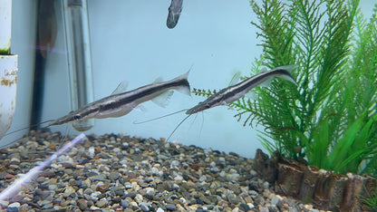 Lima Shovelnose Catfish (4.5-5”)