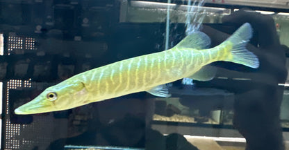 Northern Pike (4.5-5”)