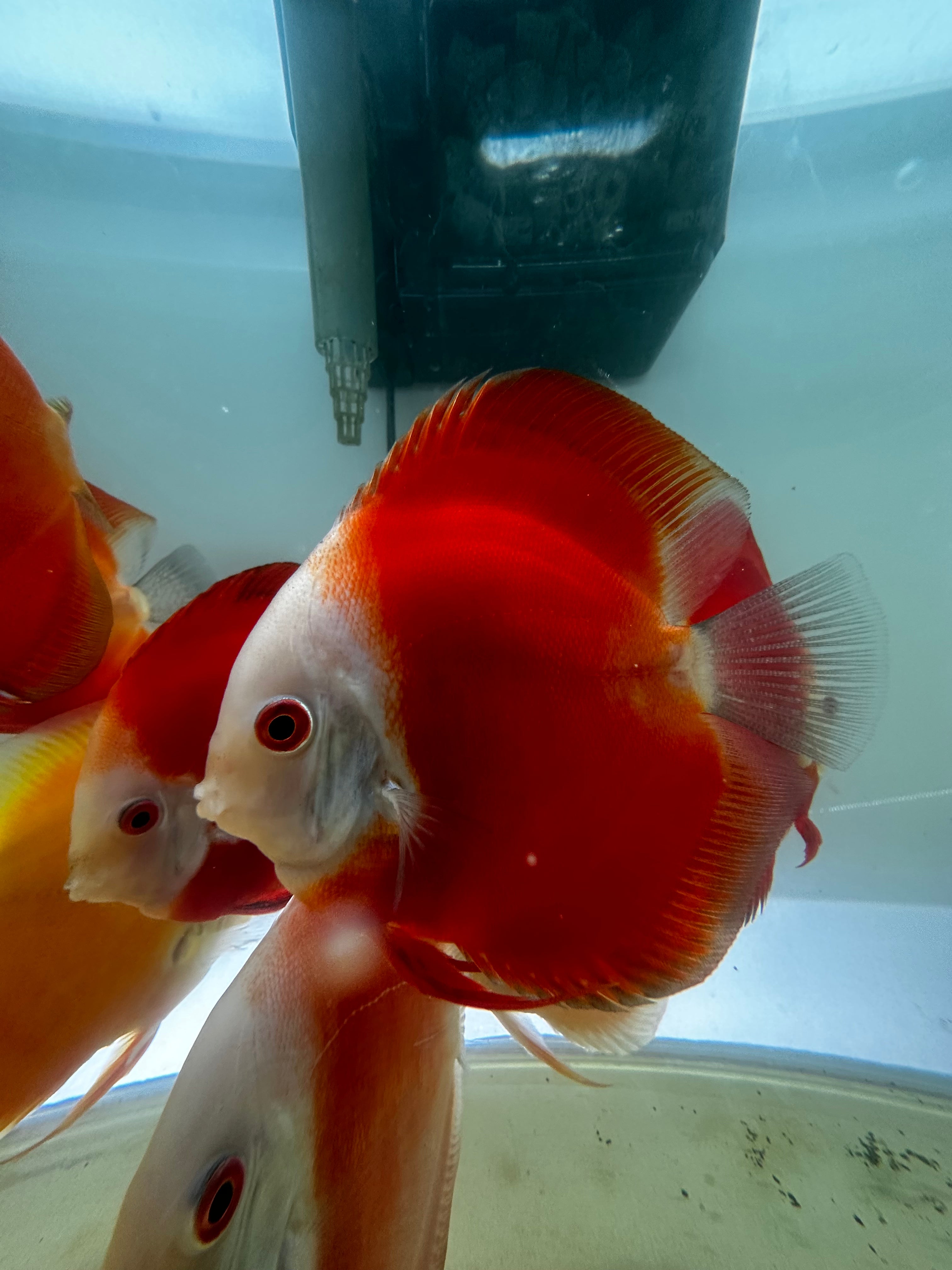 XL Royal Red Discus (5.5-6”)