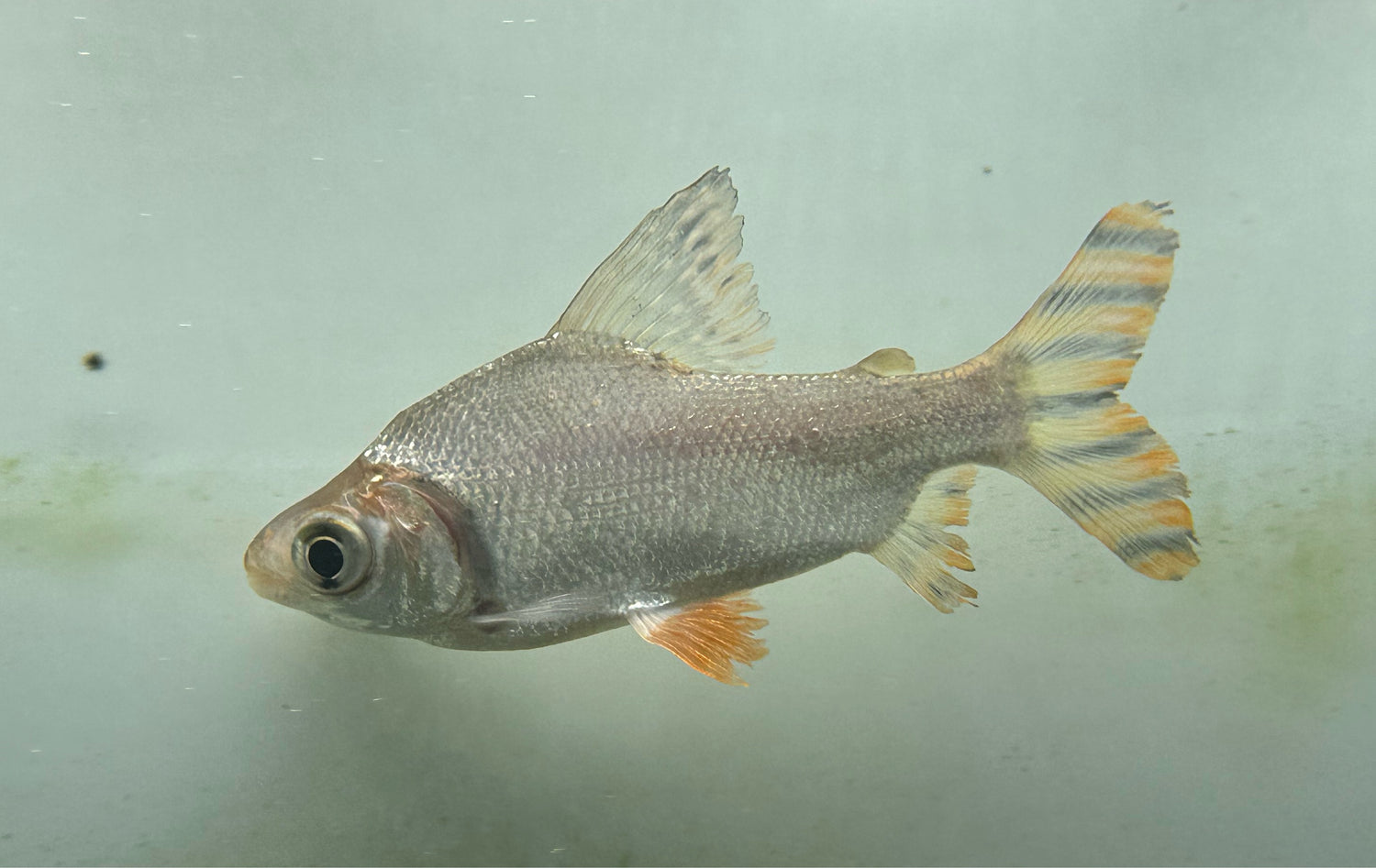 Flagtail Prochilodus (4-5”+)