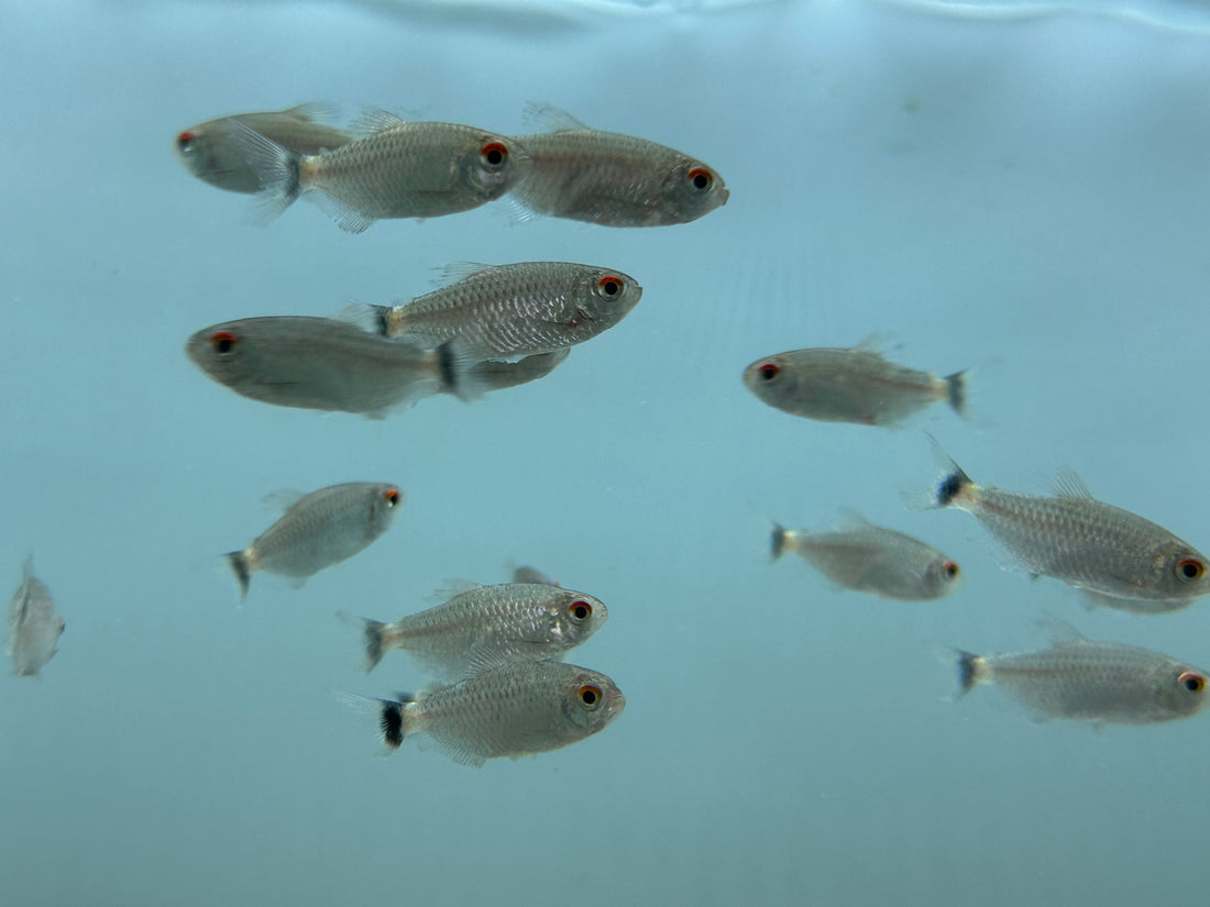 Red Eye Tetra (1”)