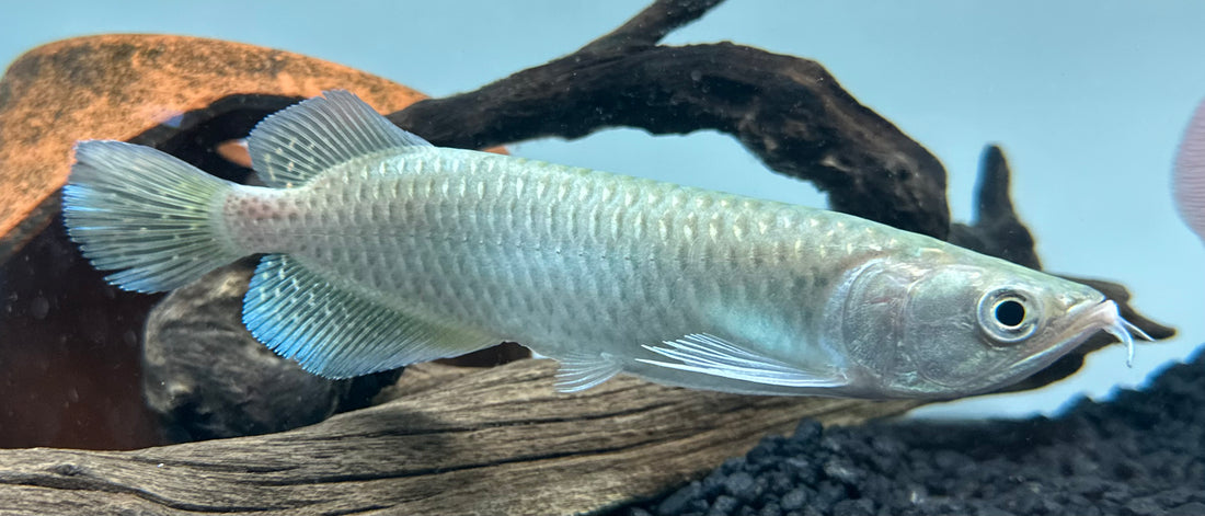 Arowana for sale deals
