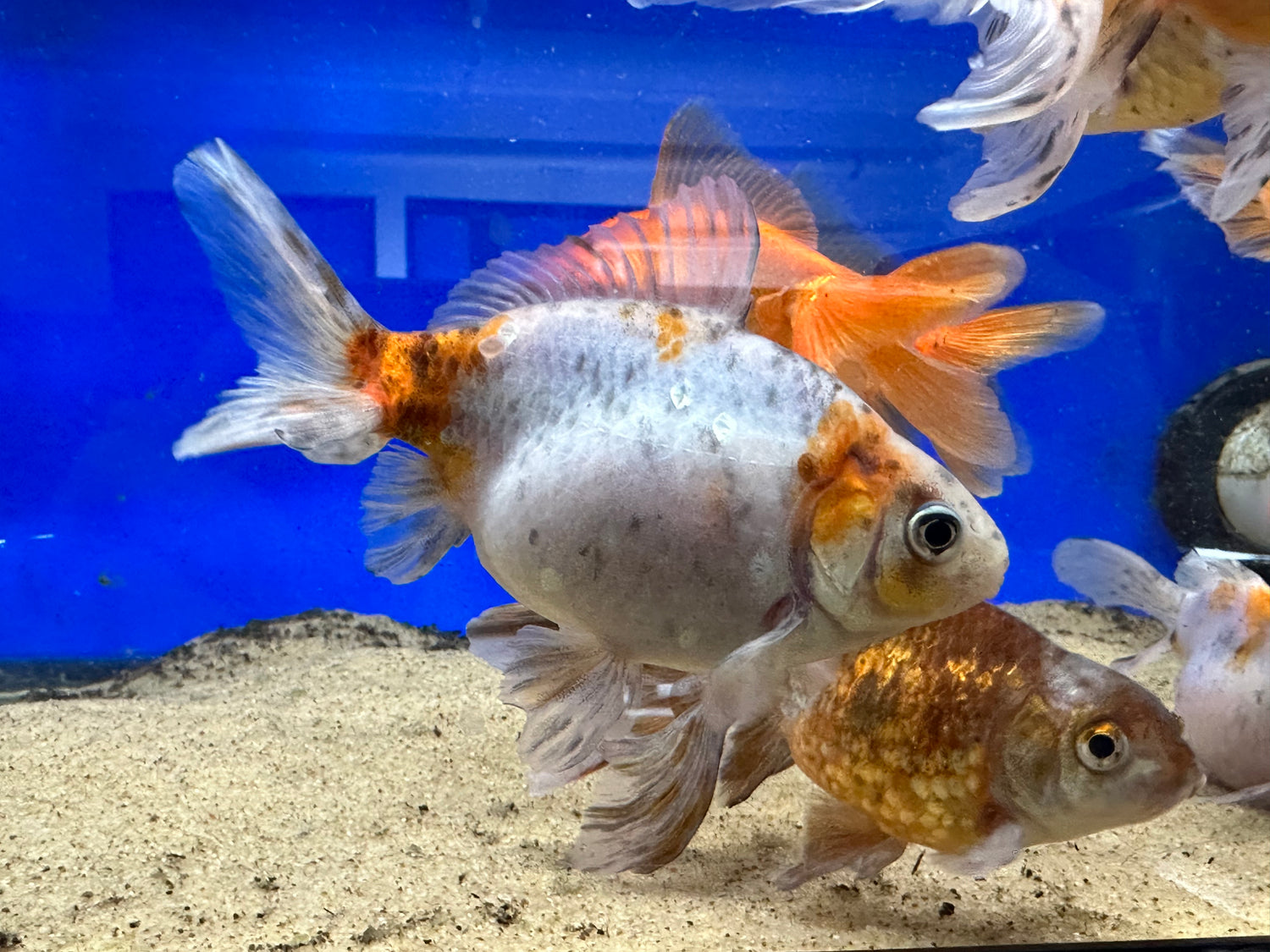 Calico Fantail Goldfish (4”)
