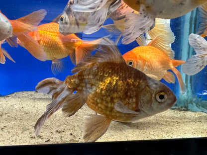 Calico Fantail Goldfish (4”)