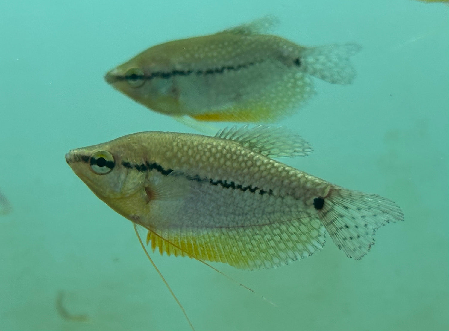 Pearl Gourami (2-2.5”)