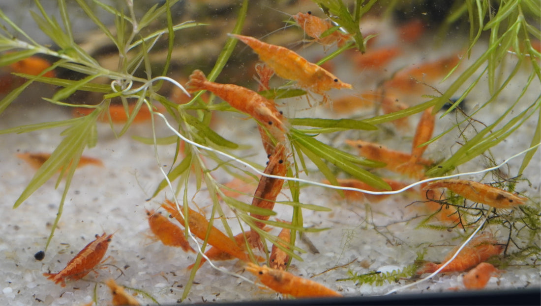 Goldenback Orange Shrimp (.75-1”)