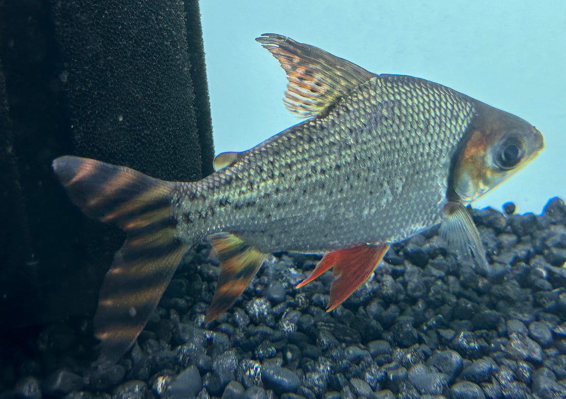 Flagtail Prochilodus (6”)