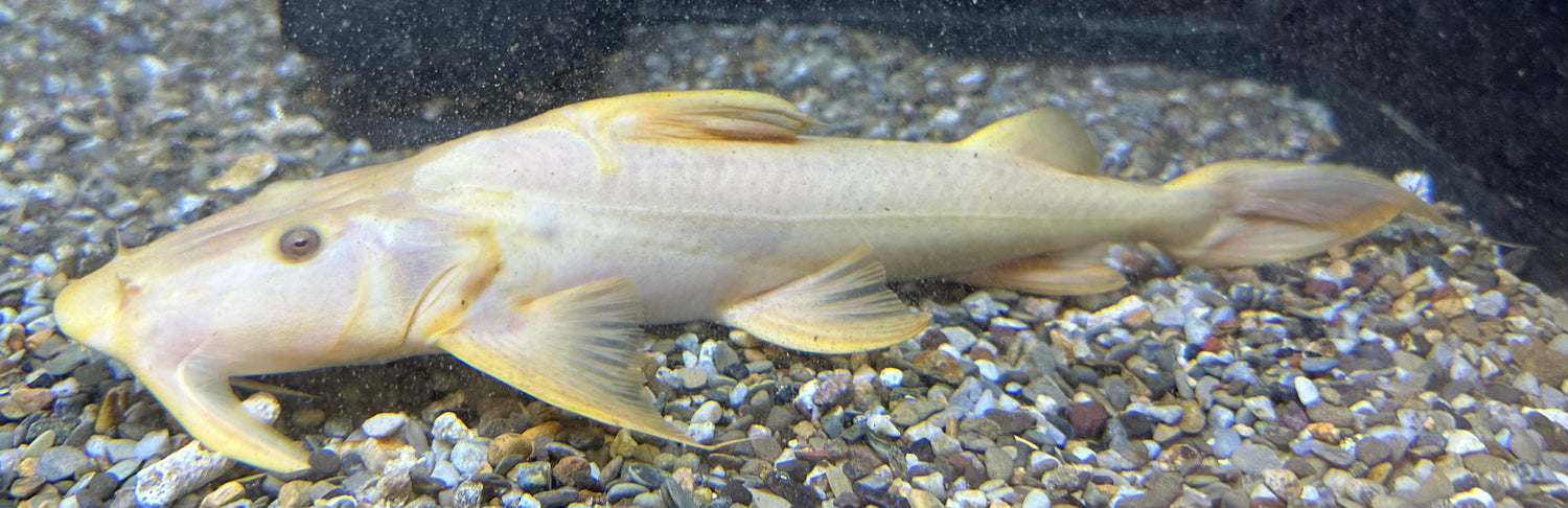 Albino Goonch Catfish (12-13”)