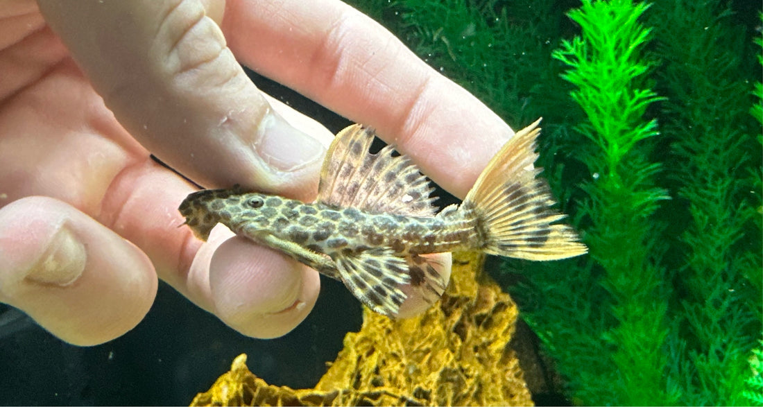 L114 Leopard Cactus Pleco (2”)