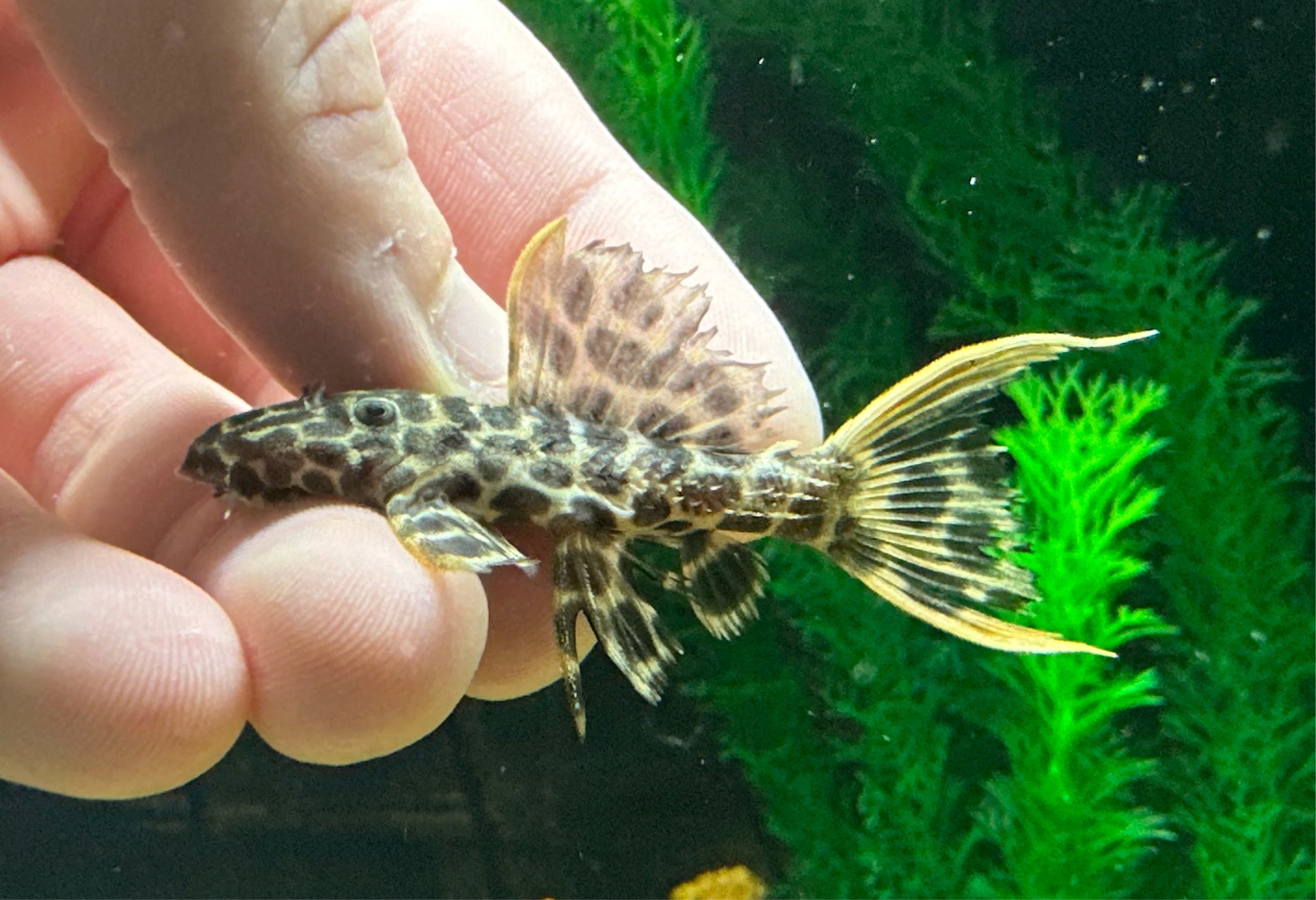 L114 Leopard Cactus Pleco (2”)