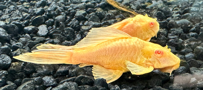 Shortbody Albino Gibbiceps Pleco (2.5”)