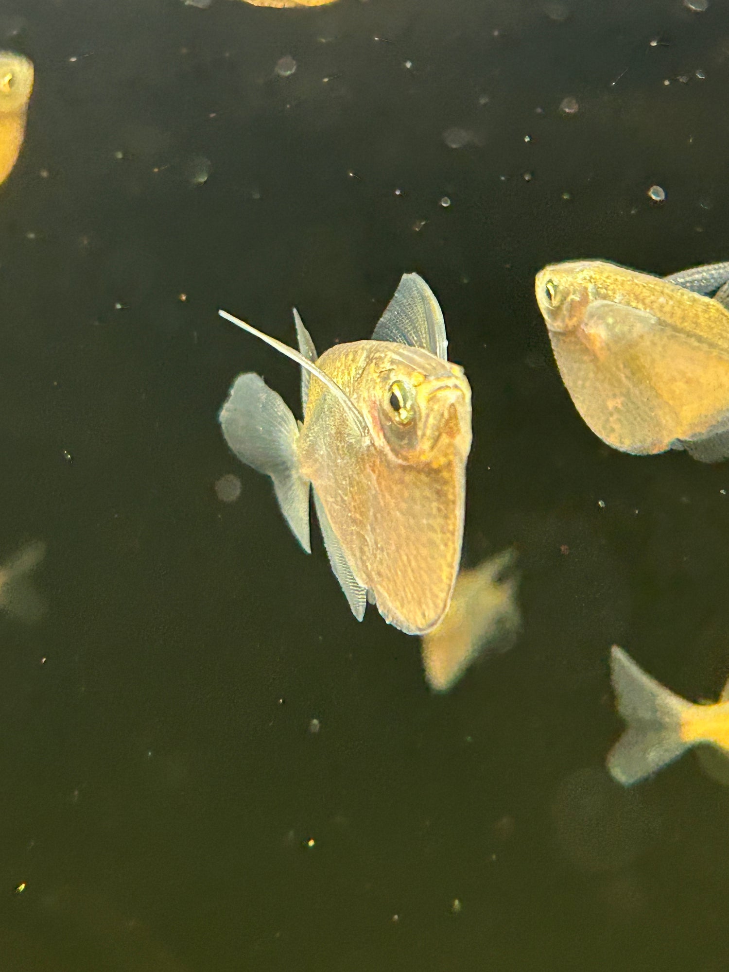Silver Hatchetfish (1.5-1.75”)