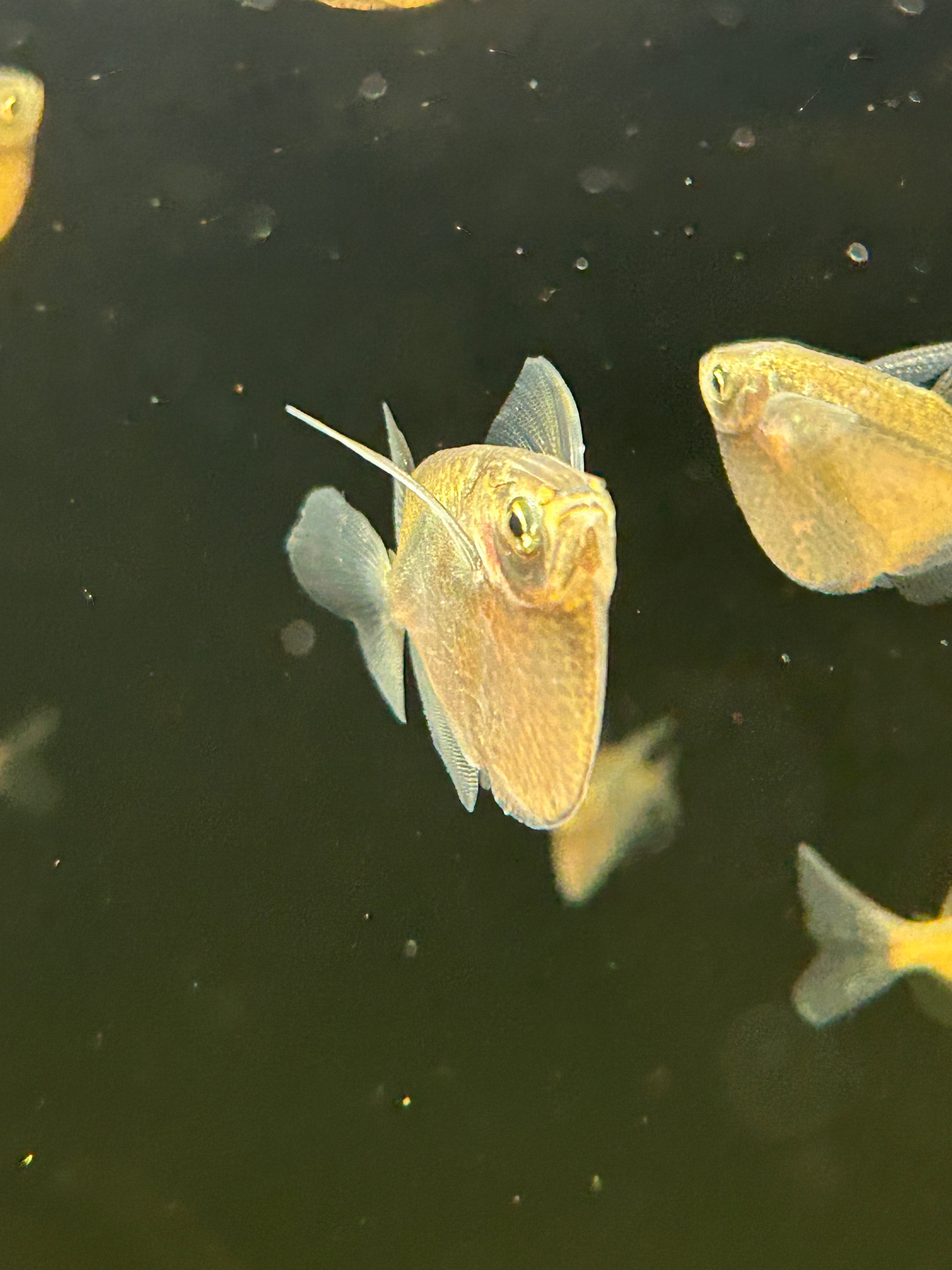 Silver Hatchetfish (1.5-1.75”)