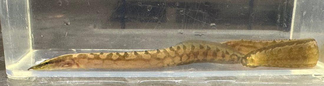Tire Track Spiny Eel (3”)