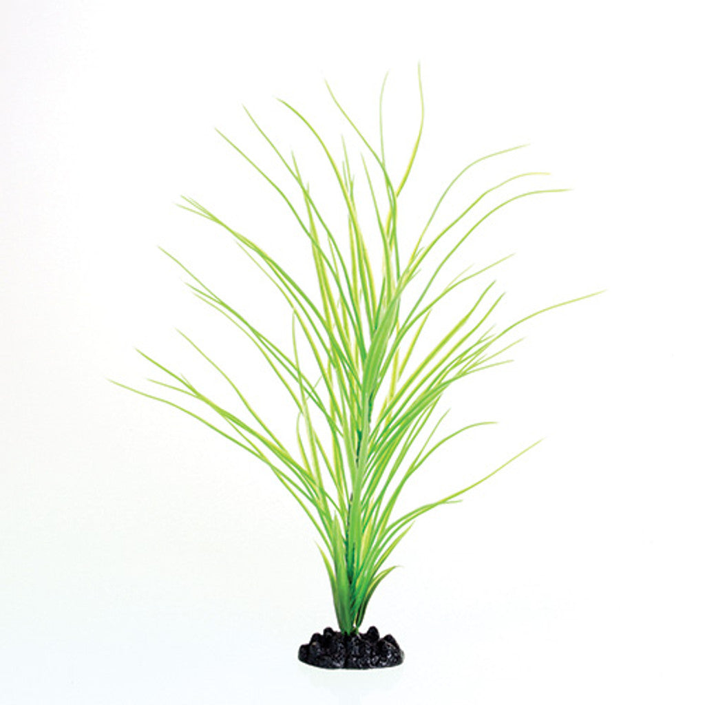 UT Hairgrass (16”)