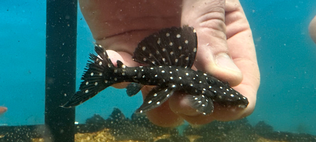 L240 Vampire Pleco (2.5-3”)