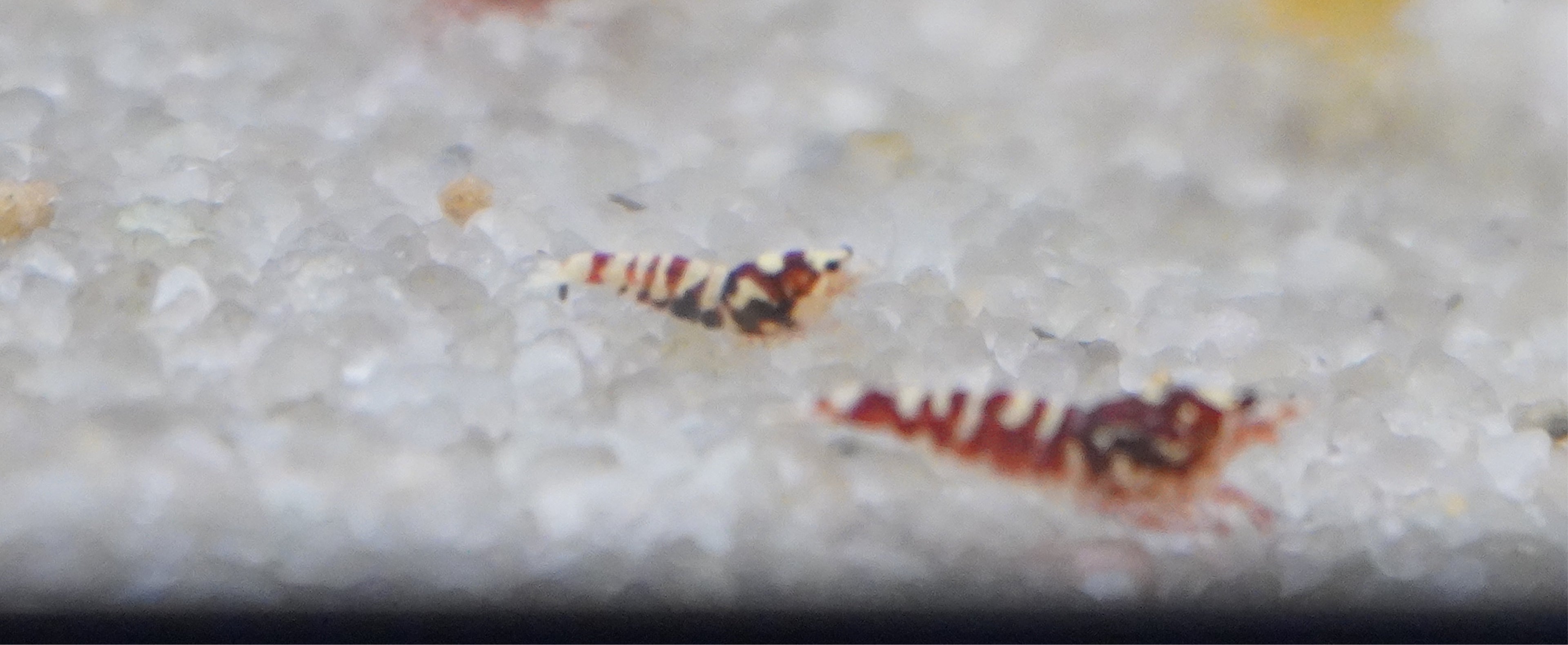 Red Galaxy Cardinia Shrimp (.5-.75”)