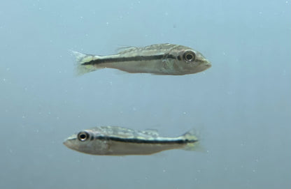 Baby Azul Peacock Bass (2”)