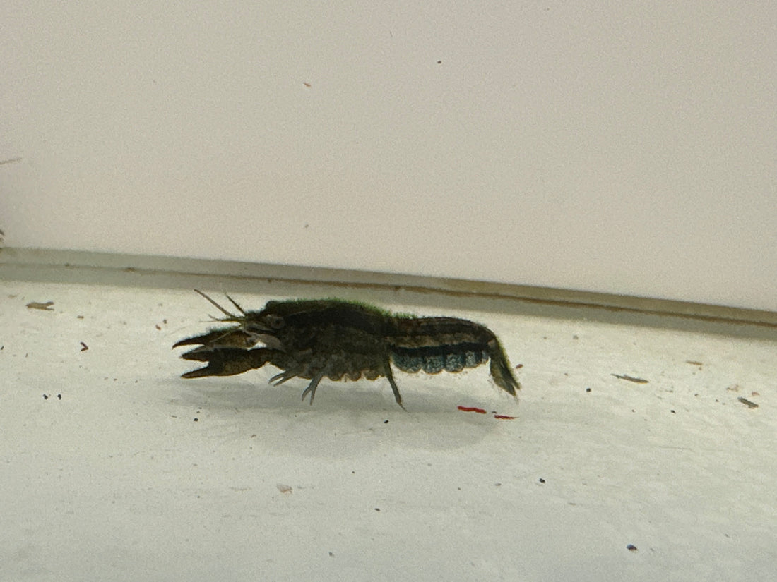 Blue Mini Crayfish (.75-1”)
