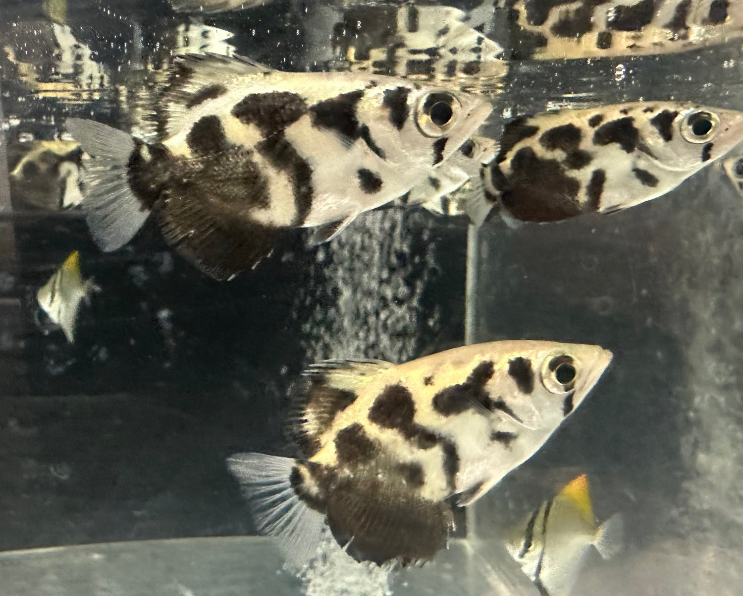 Clouded Archerfish (2-2.5”)