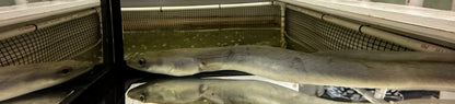 American Eel (8-9”)