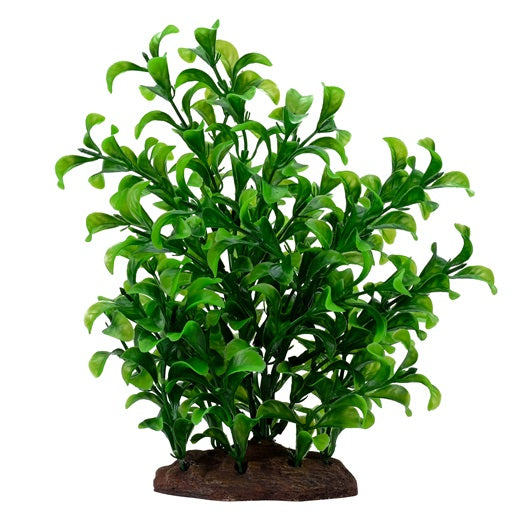 Fluval Decorative Plants-Bacopa Plant (8”)
