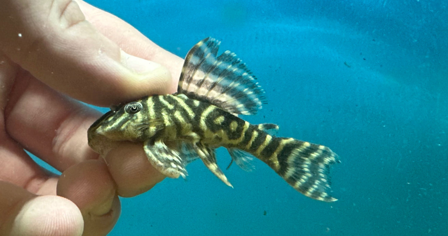 L340 Mega Payaso Pleco (2,5”)