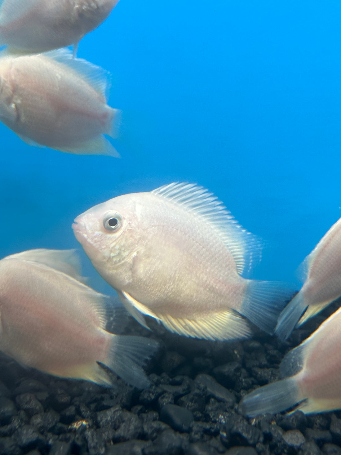 Gold Severum (2”)