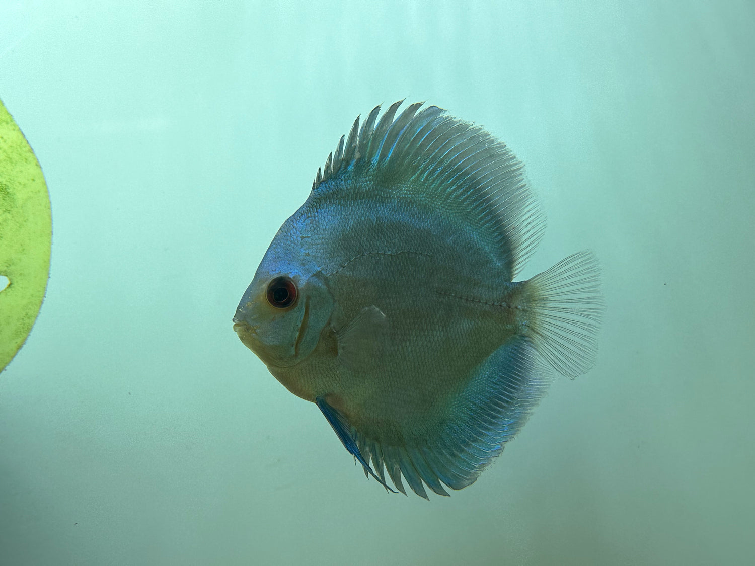 Blue Diamond Discus (4-5”)