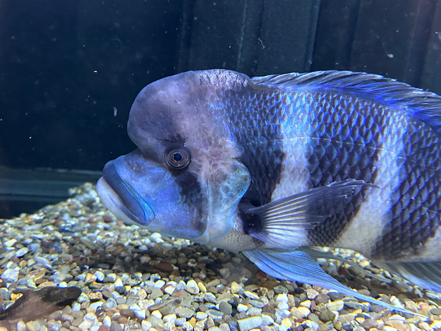 XXL Mpimbwe Frontosa (12”+)