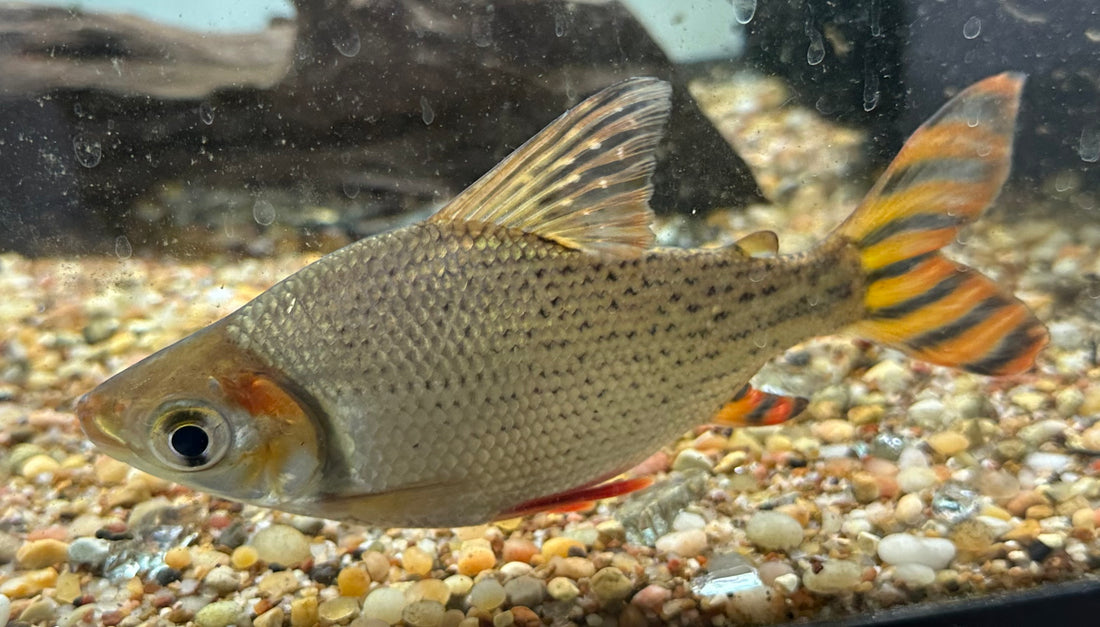 Flagtail Prochilodus (6”)