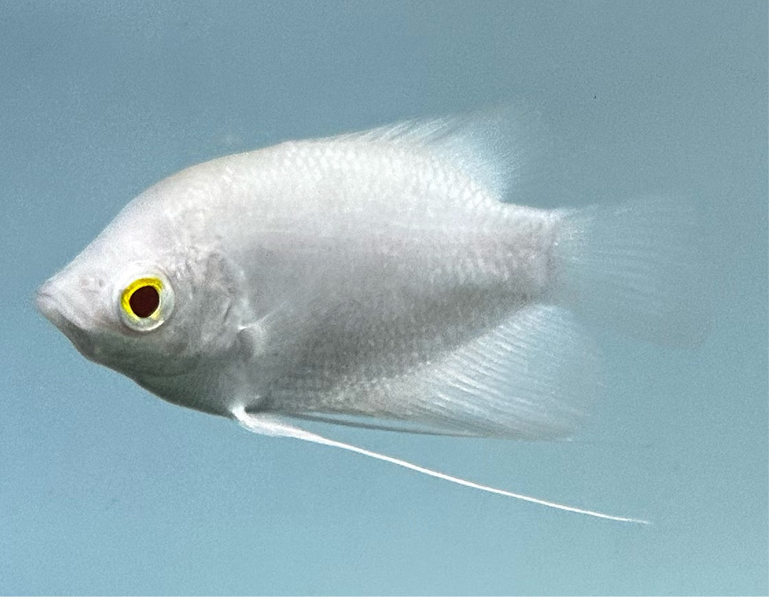 Albino Giant Gourami (3”)