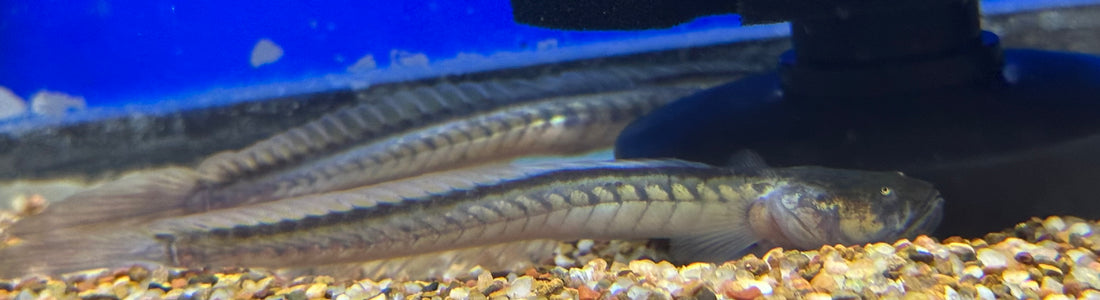 Dragon Goby (5-6”)