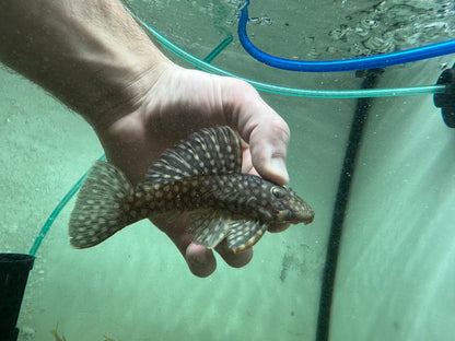 L020 Polkadot Pleco (4.5”)