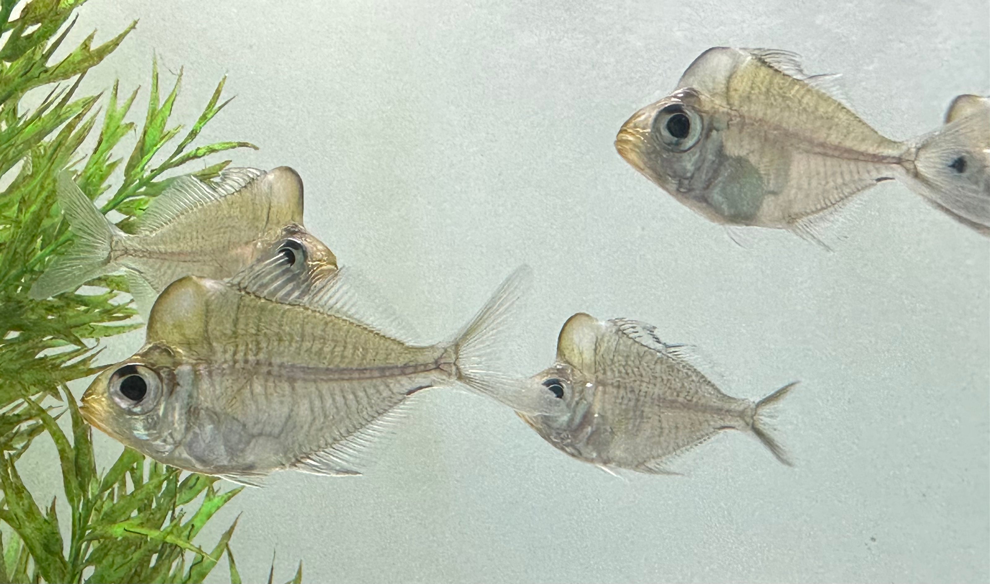 Humphead Glassfish (3”)
